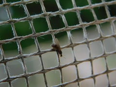 Brachymyrmex obscurior