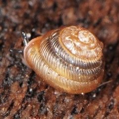Strobilops labyrinthicus