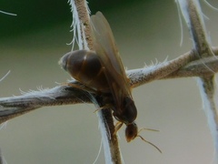 Brachymyrmex obscurior
