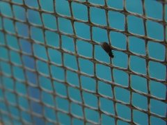 Brachymyrmex obscurior