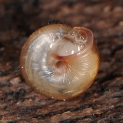 Strobilops labyrinthicus