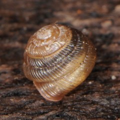 Strobilops labyrinthicus