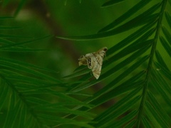 Eoparargyractis