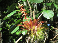 Tillandsia guatemalensis