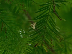 Eoparargyractis