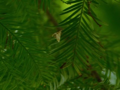 Eoparargyractis