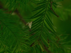 Eoparargyractis