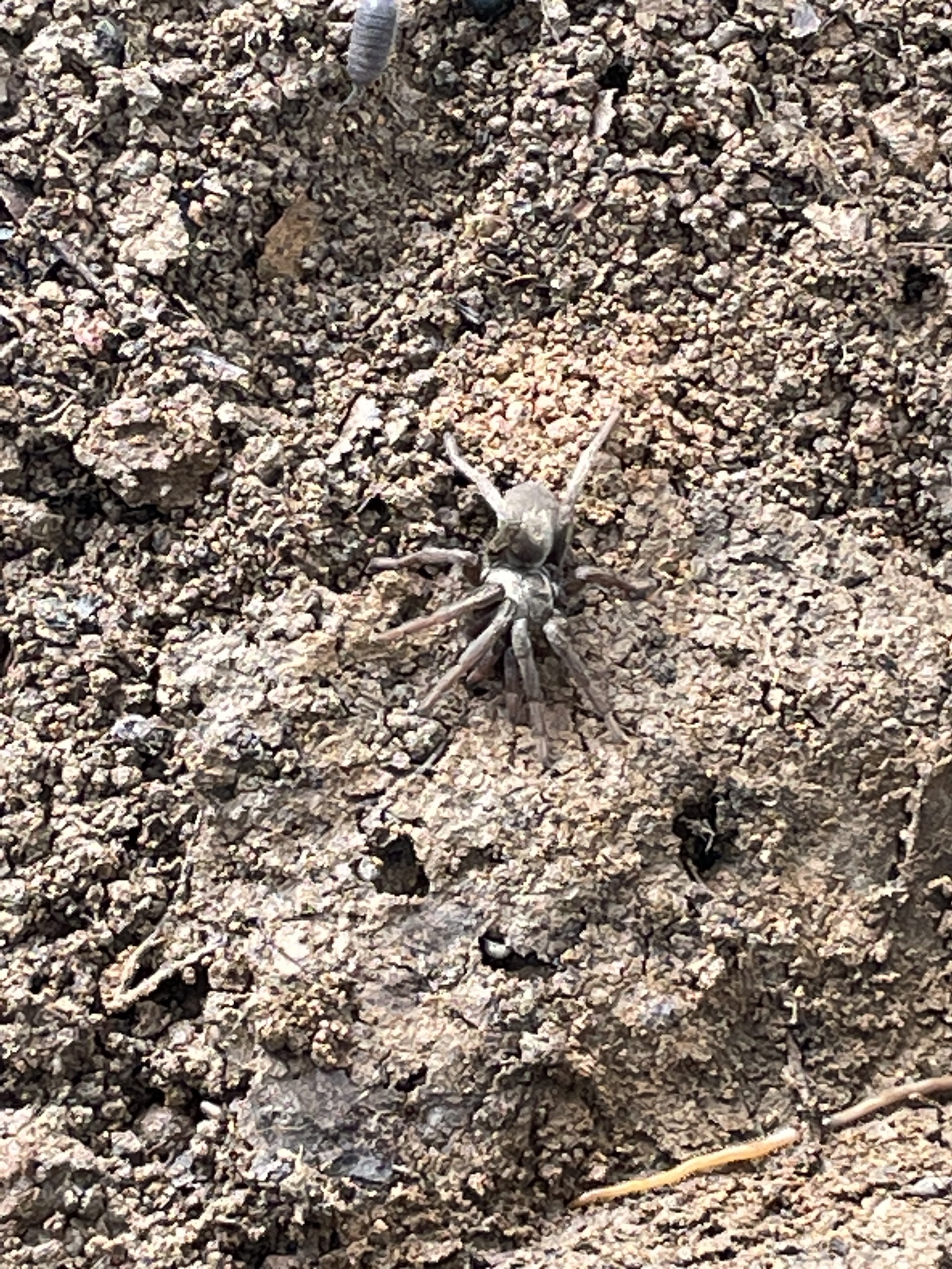 Calisoga longitarsis (Simon, 1891)