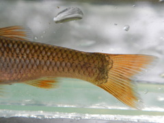 Nocomis biguttatus