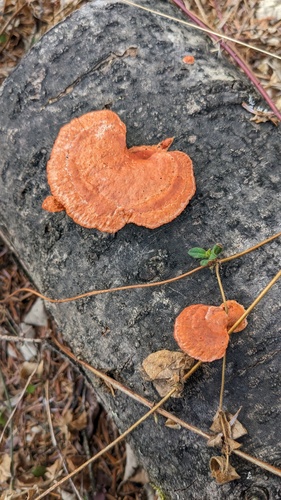 Trametes coccinea