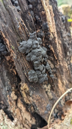 Kretzschmaria deusta