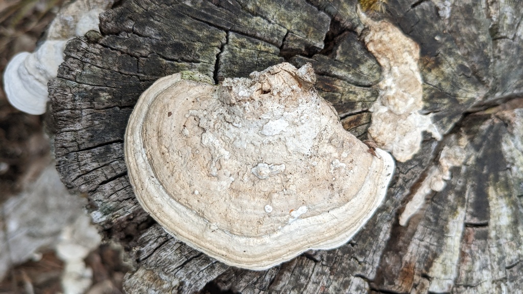 Fomitopsis dickinsii · March 2023 · photo: © atsushi_nakajima_cirque (iNaturalist, cc-by)