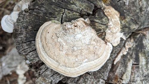 Fomitopsis dickinsii