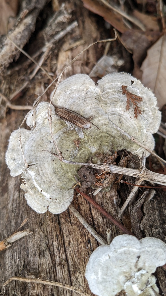 Trametes betulina · March 2023 · photo: © atsushi_nakajima_cirque (iNaturalist, cc-by)