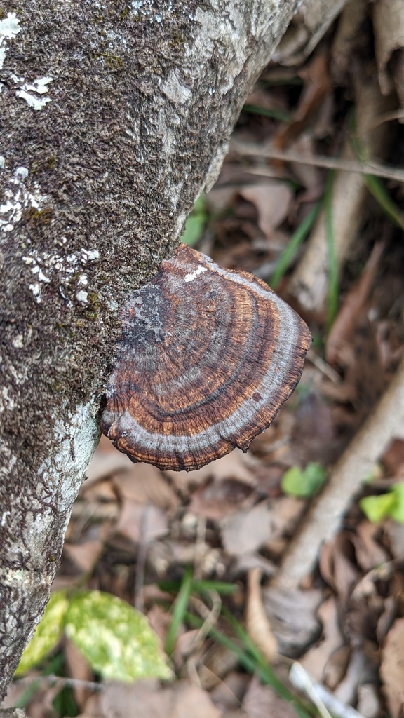 Daedaleopsis confragosa tricolor · March 2023 · photo: © atsushi_nakajima_cirque (iNaturalist, cc-by)