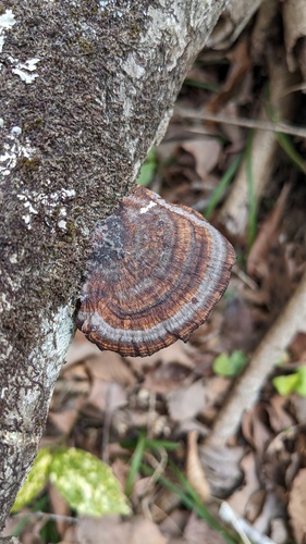 Daedaleopsis tricolor