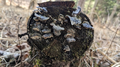 Trametes versicolor