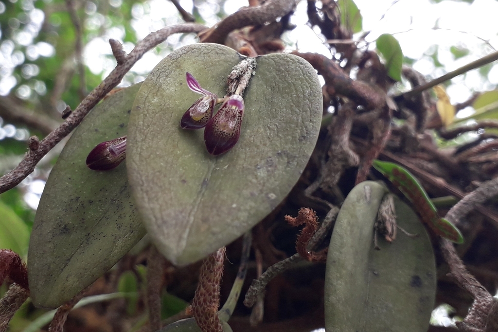 Acianthera panduripetala