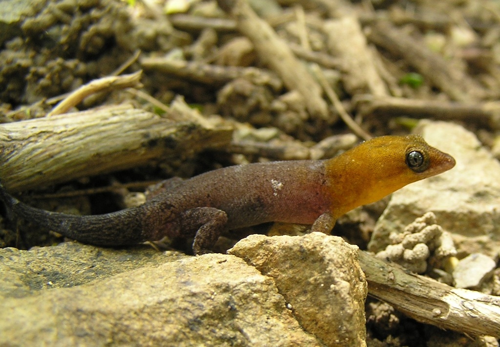 Antilles Gecko
