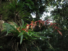 Tillandsia guatemalensis