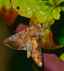 Argyrogramma verruca