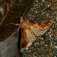 Argyrogramma verruca