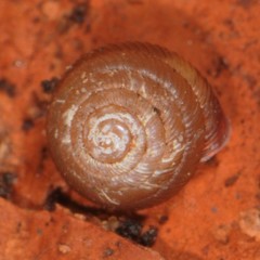 Strobilops labyrinthicus