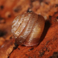 Strobilops labyrinthicus