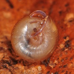 Strobilops labyrinthicus