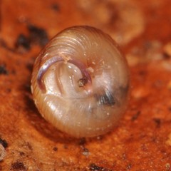 Strobilops labyrinthicus