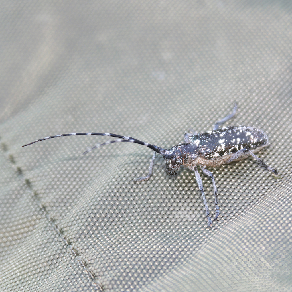 Whitespotted Sawyer Beetle from Ripple Creek Pass, Colorado 81641, USA