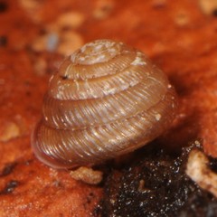 Strobilops labyrinthicus