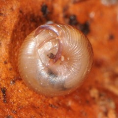 Strobilops labyrinthicus