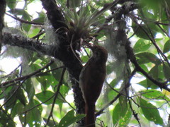 Lepidocolaptes affinis