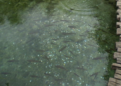 Klen (Squalius cephalus)