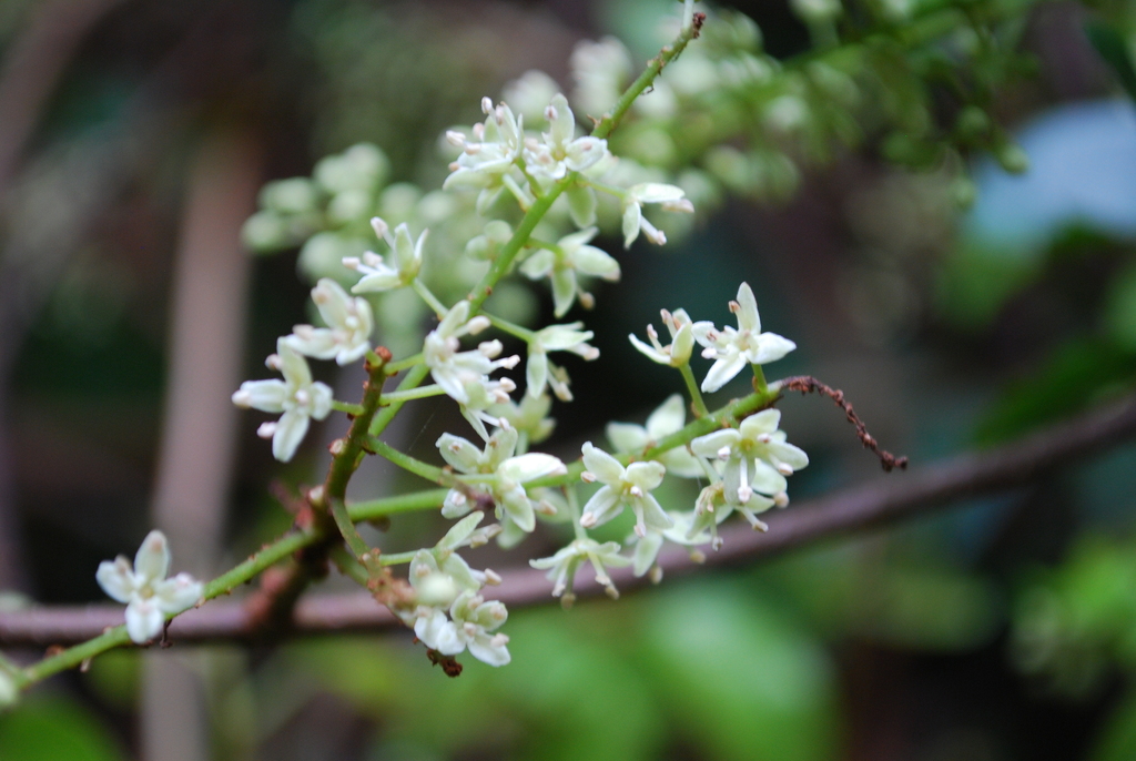 Embelia palauensis