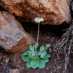 Tomostima cuneifolia
