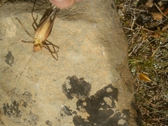 Thyreonotus corsicus