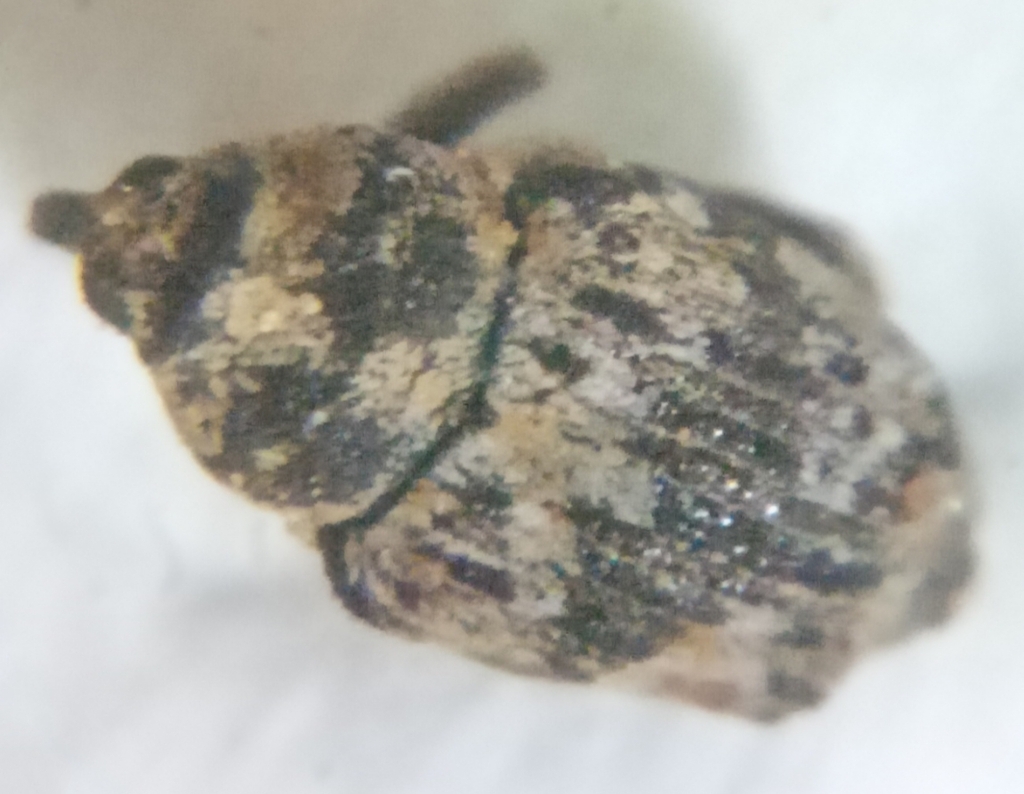 Neoxyonyx