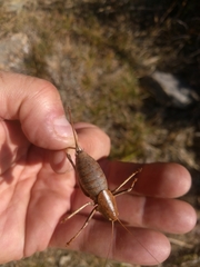 Thyreonotus corsicus