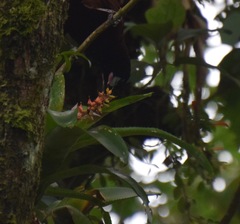 Aechmea nudicaulis image