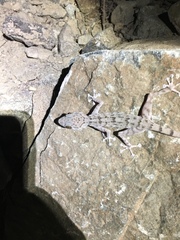 Ptyodactylus orlovi