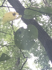 Tilia americana americana