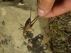 Thyreonotus corsicus