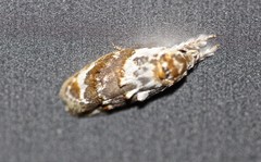 Piloprepes gelidella