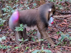 Mandrillus sphinx