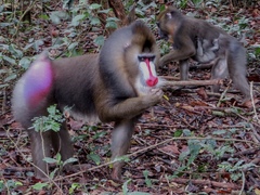 Mandrillus sphinx