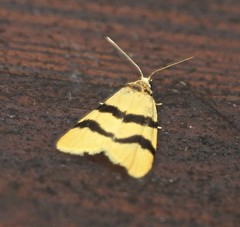 Heliosia jucunda