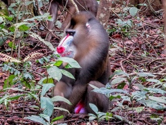 Mandrillus sphinx
