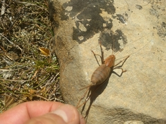 Thyreonotus corsicus